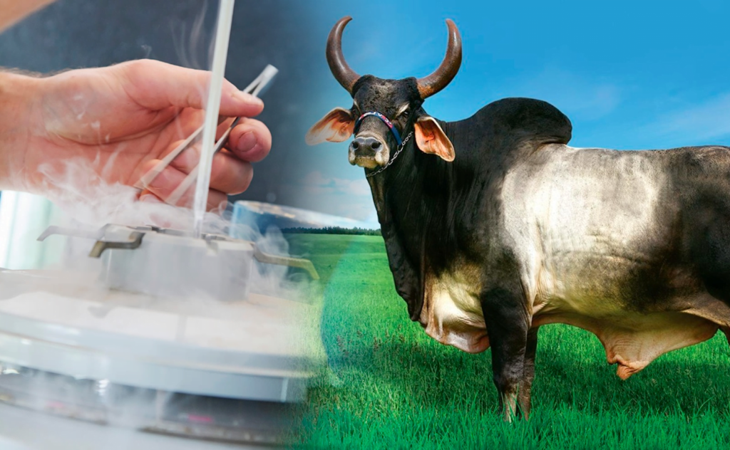 Projeto de Inseminação Artificial - IATF e Diagnóstico