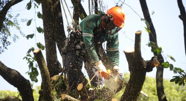 Autorização para poda e supressão de árvores 