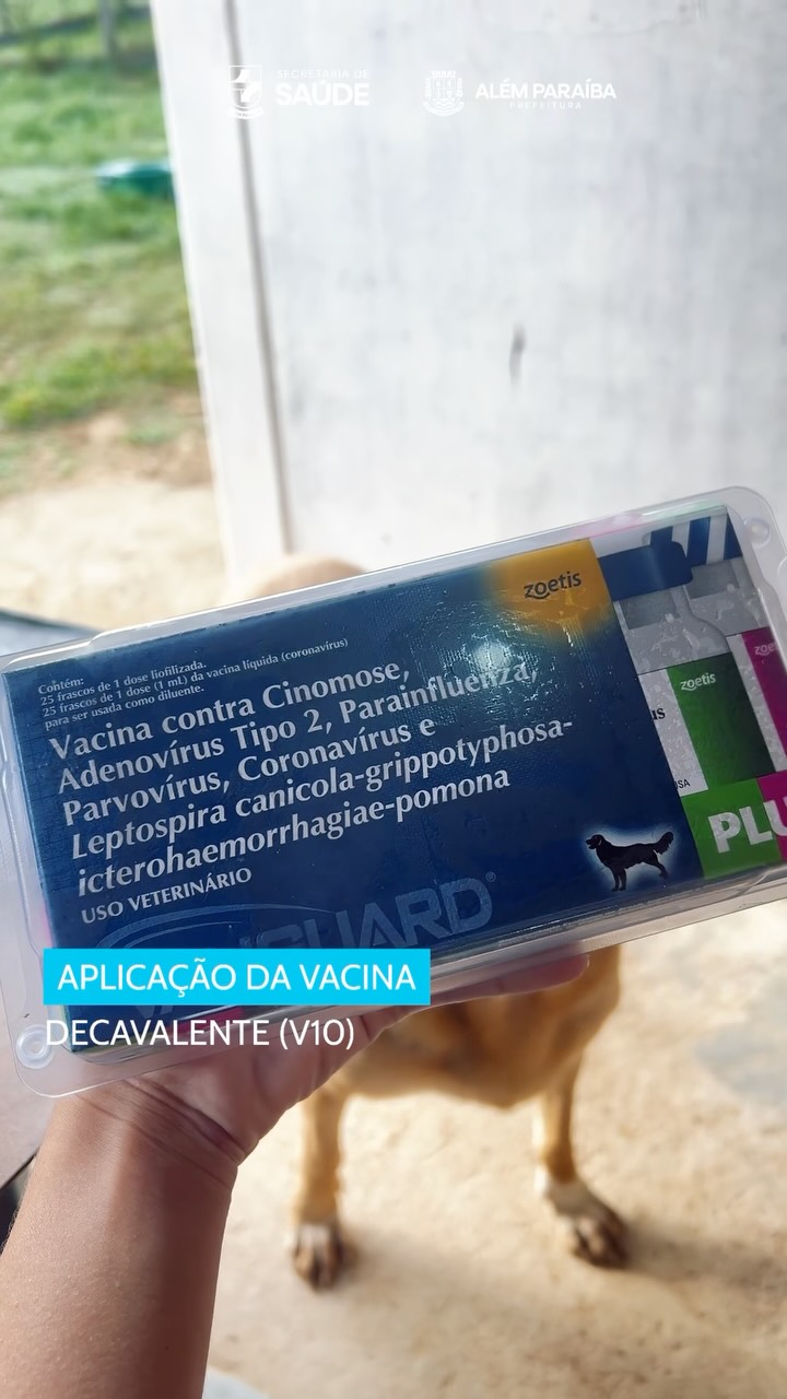 A Prefeitura Municipal informa que foi realizada a aplicação da vacina decavalente (V10) em todos os cães alojados no Canil Municipal.

A ação foi conduzida pela médica veterinária responsável pelo espaço, assegurando o cumprimento dos protocolos sanitários e o manejo adequado dos animais abrigados.

A imunização com a vacina V10 é uma importante medida preventiva no âmbito da saúde pública e da medicina veterinária de abrigo, contribuindo para a prevenção da introdução e da disseminação de doenças altamente contagiosas e potencialmente letais em ambientes coletivos.

A vacina oferece proteção contra agentes etiológicos associados a enfermidades graves, como cinomose, parvovirose, coronavirose, adenovirose, hepatite infecciosa canina, parainfluenza e quatro sorovares de leptospirose: Canicola, Icterohaemorrhagiae, Grippotyphosa e Pomona.

Com supervisão e execução direta da profissional veterinária, as doses foram aplicadas de forma individualizada, respeitando o histórico clínico e as condições de saúde de cada animal.

A iniciativa reforça o compromisso do município com o controle sanitário, a prevenção de zoonoses, o bem-estar animal e a responsabilidade no cuidado com os cães assistidos pelo Canil Municipal.
